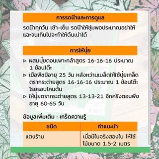 GGEW พริกขึ้หนูพัฒนฉันท์ 150เมล็ด ตราศรแดง พริกช่อ แบบเม็ดใหญ่เมล็ดพันธุ์พระราชทาน จันกะผัก Bunch Chilli