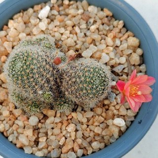 Cake Cactus Farm กระบองเพชร Rebutia carnival รีบูเทีย คาร์นิวัล ดอกสีโอลโรสมีแถบสีม่วงกลางกลีบดอก