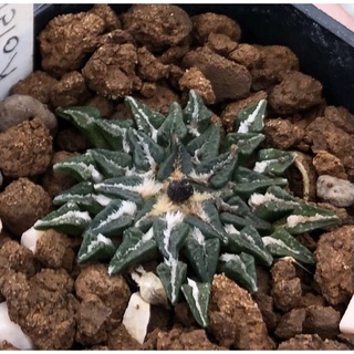 🌸🌸🍁Ariocarpus Kotschoubeyanus v Macdowellii คอชชูสายนี้ใบละเอียดเล็กถี่ยิ๊บ