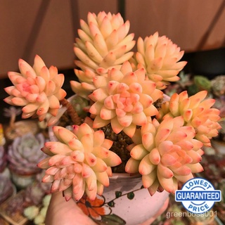 【Ready stock】ฉ่ำและดอกไม้ พืชสีเขียว ไม้กระถาง ระเบียงสำ succulents, flowers, green plants K9Z8