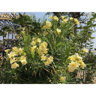 ยี่โถสีเหลือง หรือ Yellow fragrant oleander