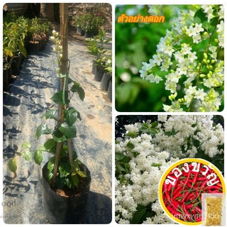 เมล็ดอวบอ้วน100%ลัดดาวัลย์ ไม้เลื้อยดอกหอมเมล็ดพืชคุณภาพสูงMixedRubyCabbageMarigoldLycopersiconCosmosesculentumRoseFlowe