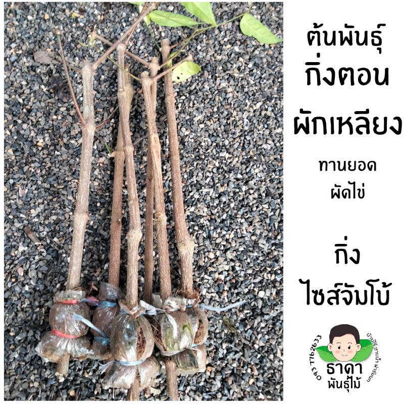 ต้นเหลียง ขนาดจำโบ้ รากแน่นต้นใหญ่กว่าปกติขนาดคัดพิเศษ