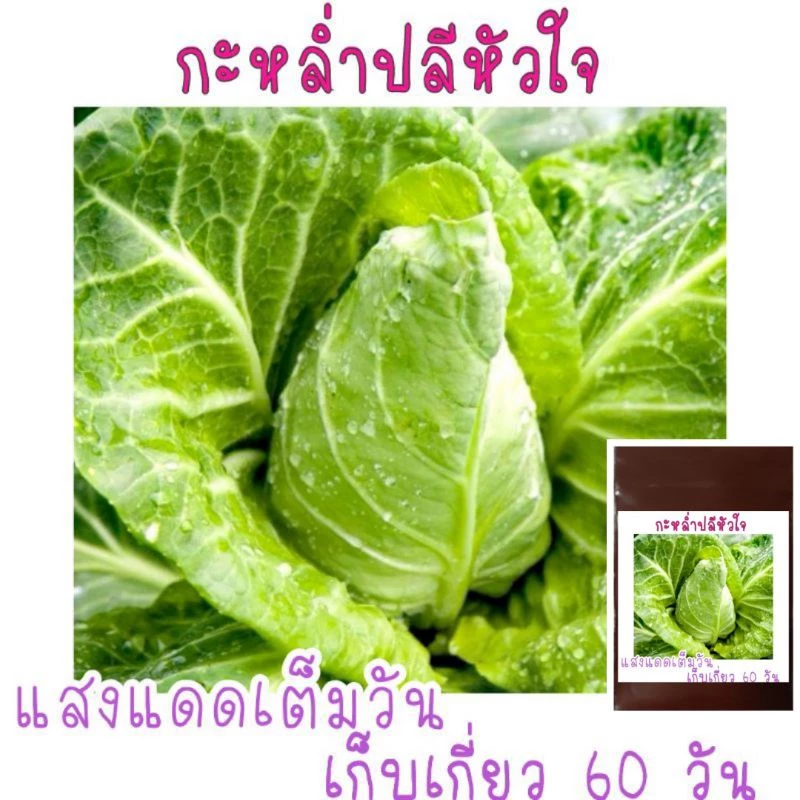 เมล็ดพันธุ์ กะหล่ำปลีหัวใจ 150เมล็ด
