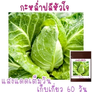 เมล็ด​พันธุ์​ กะหล่ำปลีหัวใจ​ 150เมล็ด​