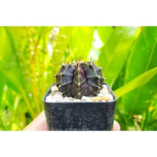 ยิมโนคาไลเซียม โคลน ชาโคล (Gymnocalycium mihanovichii "Charcoal") แคคตัส