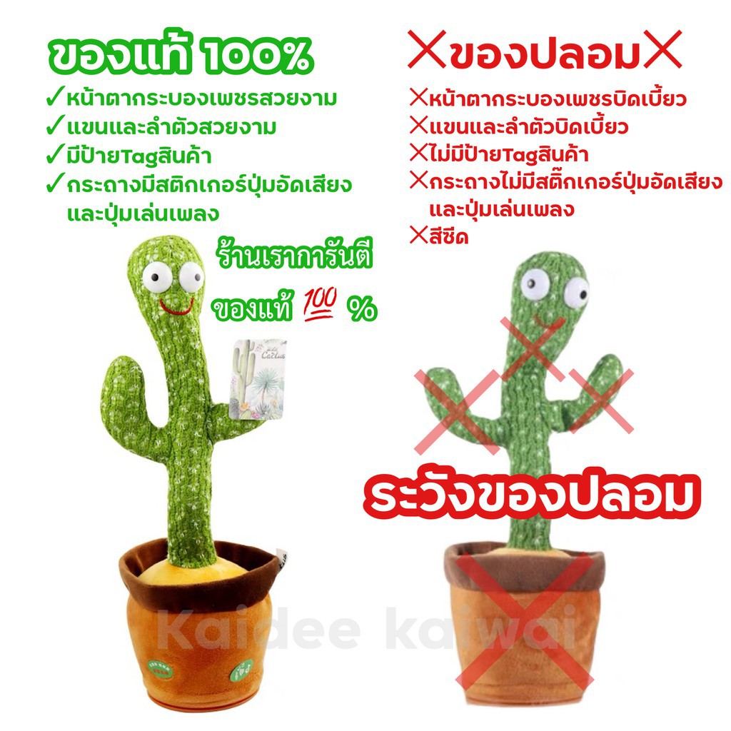 ✖⊕Pre order 6.6 กระบองเพชรเต้นได้ 200 เพลง พูดตามได้ ของแท้ 100% อัดเสียงได้ ร้องเพลงได้ ต้นกระบองเพ