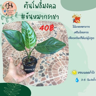 🍃ต้นขันหมากราชา​ หรือต้นโพธิ์มงคล​ อโกนีมา ต้นไม้มงคล​ไม้โบราณ​ควรสะสม​ พร้อมกระถาง​ 3 นิ้ว