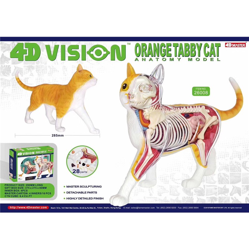 4D MASTER puzzle assembly toy animal orange cat anatomy assembly biological orange cat organ anatomy model medical teach