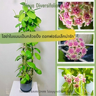 Hoya diversifolia  ต้นไม้ดอก  โฮย่าฟอร์มเล็ก  ออกดอกดกตลอดปี ไม้แขวนประดับ