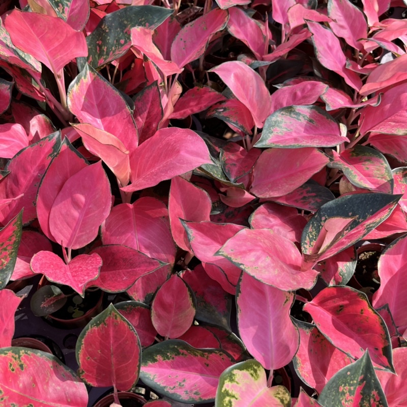 มุมมอง 2