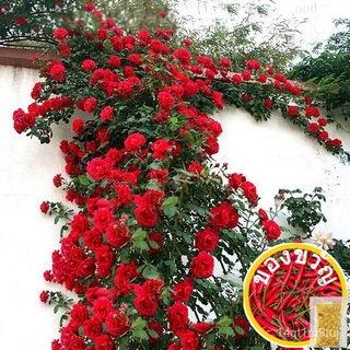 Approx. 100 seeds  Climbing Rose Multiflora Seeds Garden Fences Balcony Backyardเมล็ดพืช/seeds/แอปเปิ้ล/ดอกไม้/เด็ก/กางเ