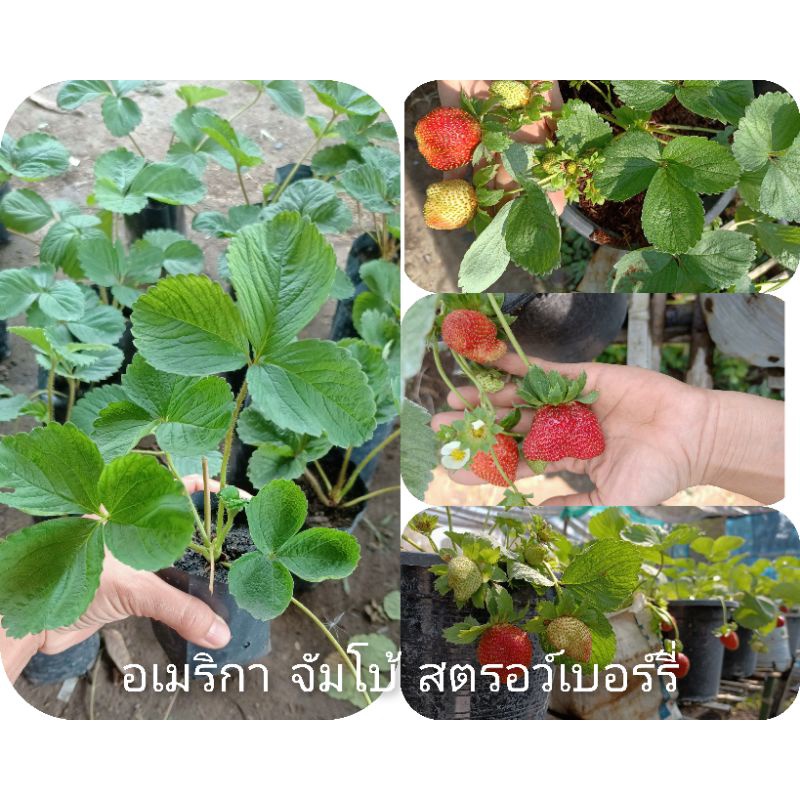 🌱🍓อเมริกาจัมโบ้ต้นกล้าสตรอว์เบอร์รี่☘️ในถุงชำ+คู่มือแนะนำใจ