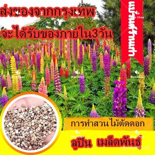 ขายดี สวนครัว/100 แคปซเมล็ดพันธุ์ ลูปิน บอนสี Lupine Flower Seeds เมล็ดบอนสี ต้นไม้ประดับ บอนสี/อินทรีย์ คละ สวนครัว ดอก