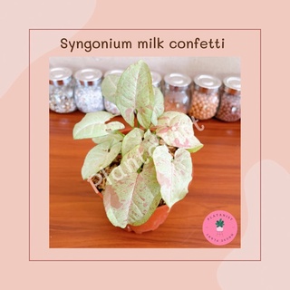 Syngonium "Milk Confetti" - เงินไหลมาด่าง "มิลค์คอนเฟตติ" ✨ลายโหดฟอร์มแน่น ด่างทุกใบ✨[Rare] ไม้หายาก ไม้สะสม‼️