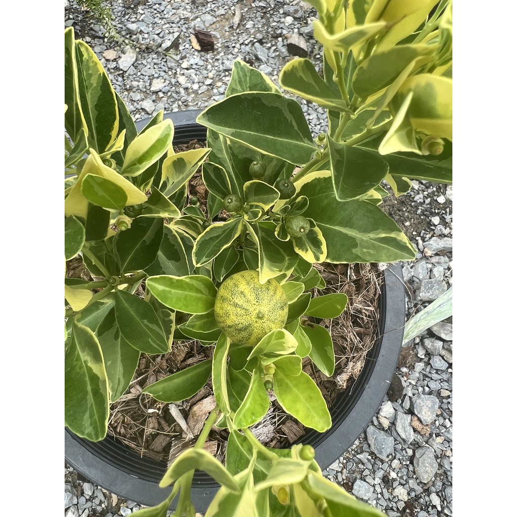 มุมมอง 4