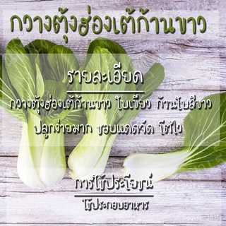 เมล็ดอวบอ้วน100%เมล็ดพันธุ์ กวางตุ้งฮ่องเต้ ก้านขาว 500 เมล็ด Canton Pak Choi Seed เมล็ดพันธุ์แท้100% นำเข้าจากต่างประเท