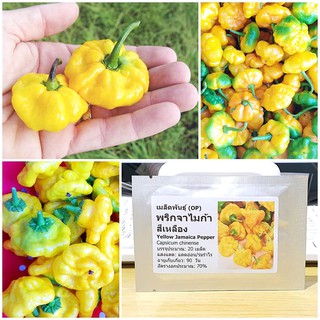 เมล็ดพันธุ์ พริกจาไมก้า สีเหลือง (Yellow Jamaica Pepper Seed) บรรจุ 20 เมล็ด คุณภาพดี ราคาถูก ของแท้ 100%