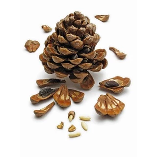 ไพน์นัท Pine Nut หรือ ถั่วเม็ดสน สำหรับนกแก้วขนาดกลาง - ใหญ่ และสัตว์ฟันแทะ (แบ่งขาย 50G / 100G)