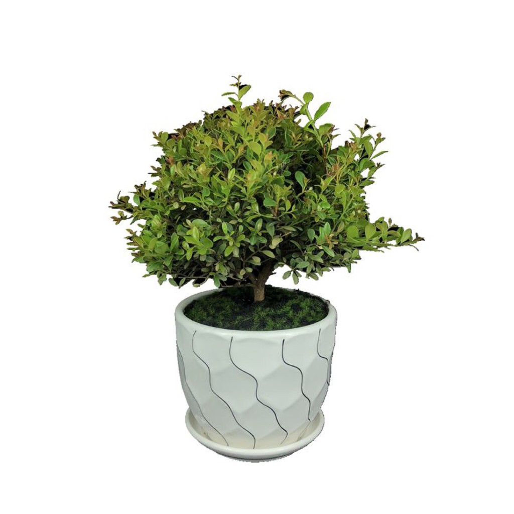 ไม้กระถาง พืชสีเขียว ปลูก Chinan ใบเล็กไหมสีทอง nanmu bonsai boxwood