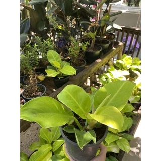 ต้นกุมารทองเรียกทรัพย์ Philodendron Moonlight จัดส่งพร้อมกระถางดำ 6 นิ้ว