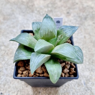 พร้อมส่ง!!ฮาโวเทีย Haworthia hybridDaimeikyouจัดส่งแบบล้างราก