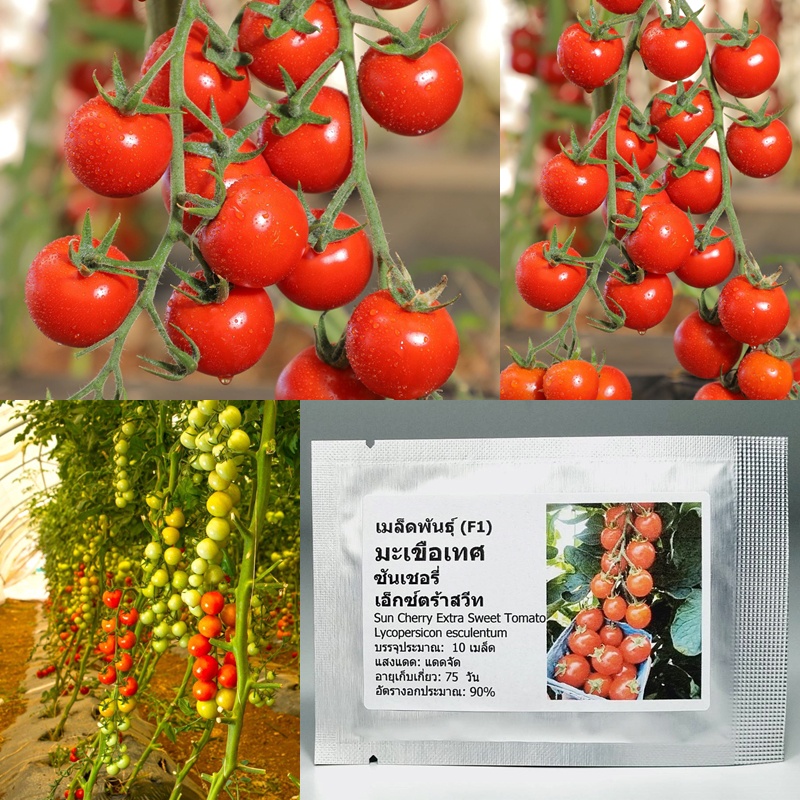 เมล็ดพันธุ์ มะเขือเทศ ซันเชอรี่ เอ็กซ์ตร้าสวีท 10 เมล็ด Sun Cherry Extra Sweet Tomato F1 Seed คุณภาพดี ของแท้ 100%