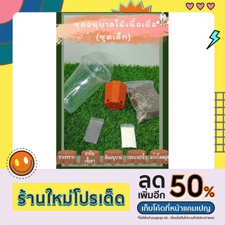 ชุดอนุบาลไม้เนื้อเยื่อ ชุด 1กระถาง