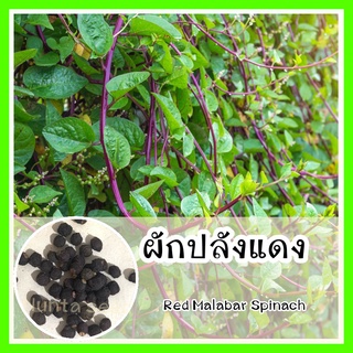 พร้อมส่ง ❗ รหัเมล็ดพันธุ์แท้ OP แท้   ผักปลังแดง - Red Malabar Spinach ผักปลัง ก้านแ50 เมล็ด (ไม่ใช่พืชที่มีชีวิต)
