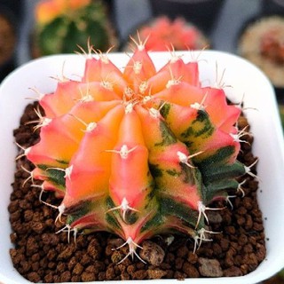 Cake Cactus Farm กระบองเพชร Gymnocalycium mihanovichii variegated ยิมโนด่าง 10 พู