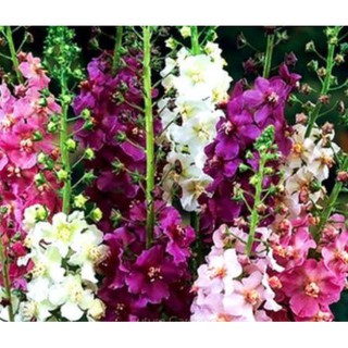 เมล็ดพันธุ์ มัลเลน Verbascum phoeniceum temptress 300 เมล็ด เมล็ดพันธุ์นำเข้าจาก ยุโรป