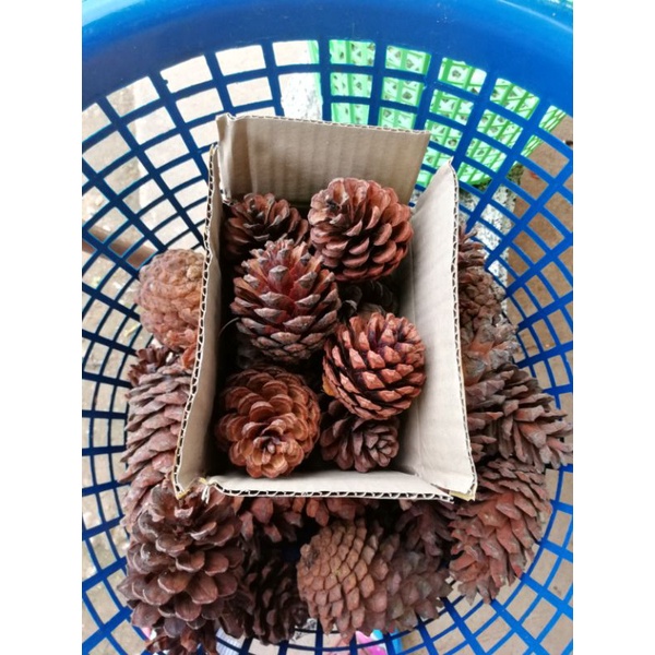 ดอกสน ลูกสนแห้งลูกละ 4บาท  สีธรรมชาติ ตกแต่งต้นคริสมาสต์  ขั้นต่ำ 10 ลูกค่ะ