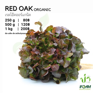 เรดโอ๊คออร์แกนิค Organic Red Oak ปลูกธรรมชาติมาตรฐานออร์แกนิค IFOAM ผักสลัดผักสด เก็บ-แพ็ค-ส่ง เก็บใหม่ทุกออเดอร์