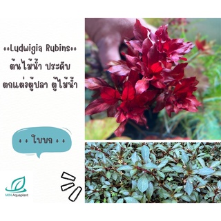 Ludwigia Rubins ลัดวีเจีย รูบิน ขายเป็นใบบก 10 กิ่ง 100: ไม้น้ำสีแดง ไม้ข้อสำหรับปลูกหลังตู้ ต้นไม้น้ำปลูกในตู้ปลา