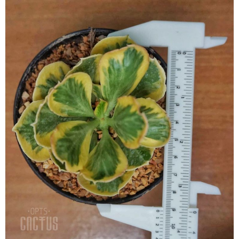 🟢🟡 (ไม้มงคล) ยูโฟเบีย ทองอำพัน Euphorbia poissonii variegated succulents​ cactus ไม้อวบน้ำ แคคตัส