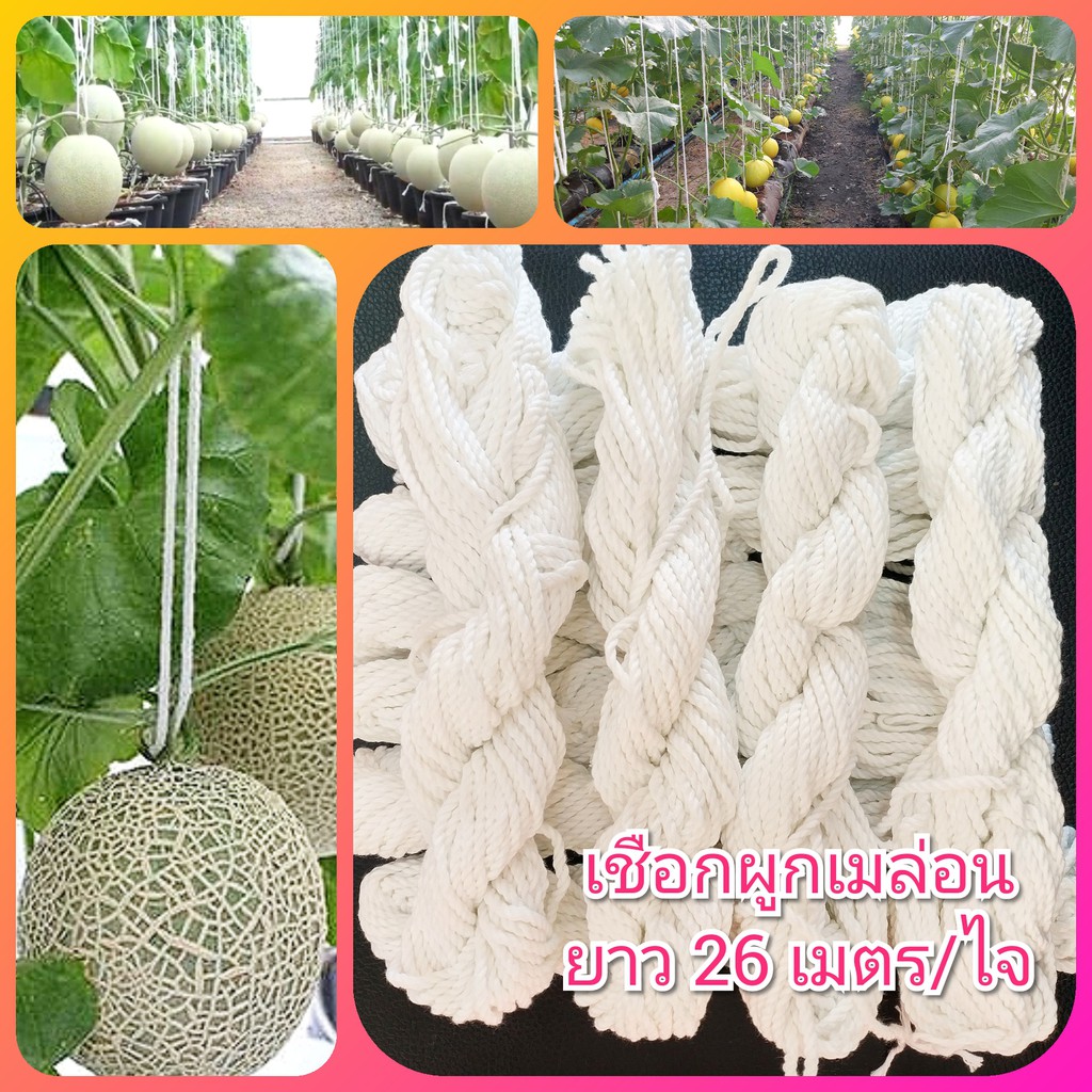 เชือกผูกเมล่อน สีขาว ยาว 26 เมตร/ไจ