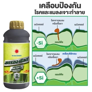 สตรองฟิลด์ ซิลิกอนเข้มข้น ดวงตะวันเพชร 1 ลิตร ลำต้นแข็งแรง มีภูมิต้านทานโรค/แมลง