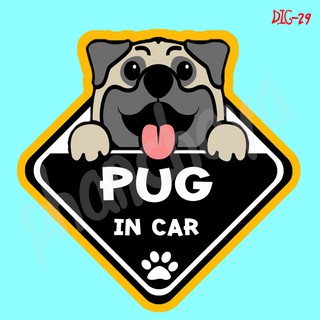 DIC29 สติ๊กเกอร์ ติดรถ PUG Dog In Car สติ๊กเกอร์ติดรถ แต่งรถ car sticker