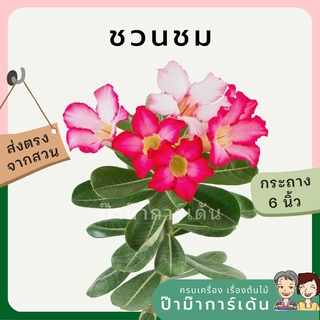 ต้นชวนชม ขนาด 6 นิ้ว คละสีดอก