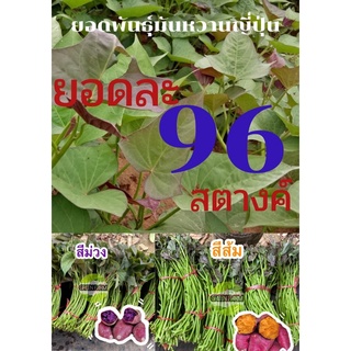 ยอดพันธุ์มันหวานญี่ปุ่น(สีส้ม,สีม่วง) 150ยอด/129บาท คละได้🌱🍠