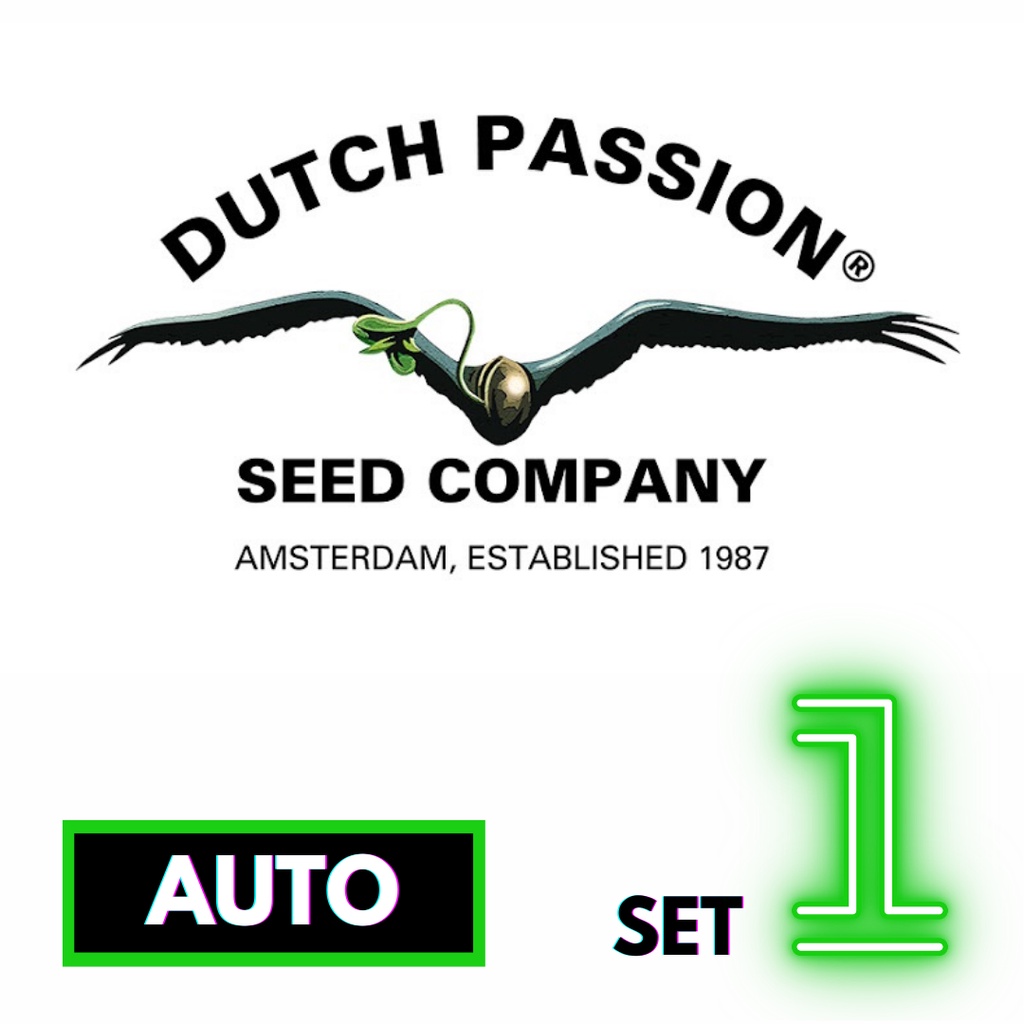 🔥Preorder🔥เมล็ดค่าย🌱Dutch Passion 🌱Auto⭐️ส่งฟรี🚨มีปลายทาง ส่งตรงจากนอกแท้100%⭐️ยกแพค/แยกเมล็ด⭐️อย่าเ