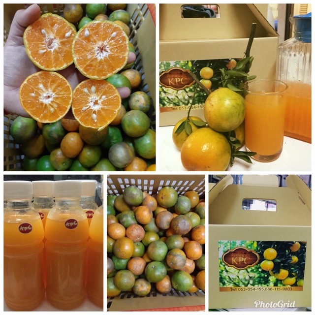 ส้มทำน้ำส้มคั้น 3กก/4.5 กก  ส้ม#2 -3 🍊เก็บสดจากสวนทุกวัน