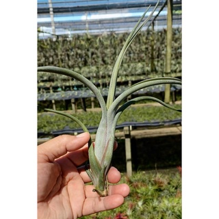 Tillandsia intermedia