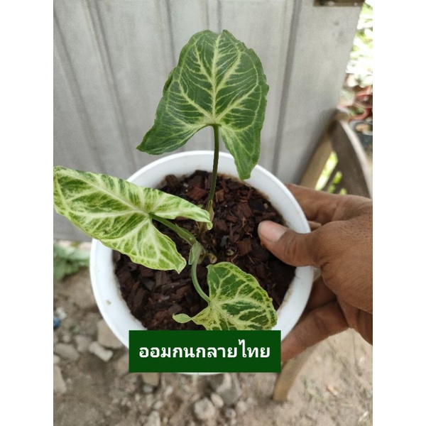 ต้นออมกนกลายไทย Syngonium Batik ไม้ฟอกอากาศ ไม้มงคล จำหน่ายต้นกระถาง 4 นิ้ว และ 5 นิ้ว
