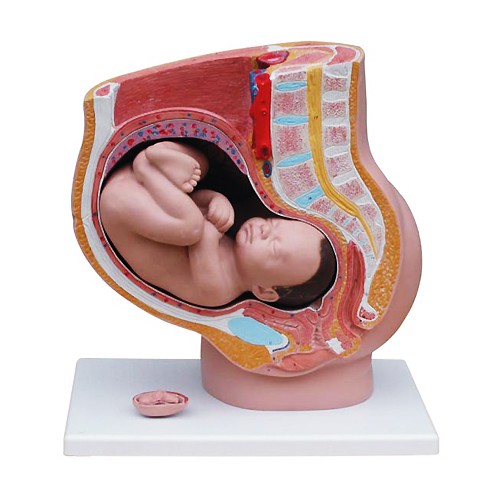 Anatomy model: NK- 332B หุ่นจำลองเชิงกรานเพศหญิง ถอดประกอบได้ 4 ส่วน