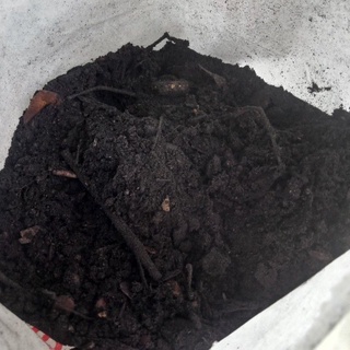 4 กก ดินหมักใบก้ามปู 3 กก ดินผสมมูลไส้เดือน ดินปลูก fermented soil soil mixed with earthworm soil