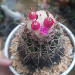 เมล็ดMelo cactus 50/100เมล็ด เก็บไม่เกิน3เดือน