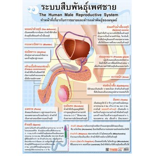 โปสเตอร์เรื่องระบบสืบพันธุ์เพศชาย #EP-217 โปสเตอร์พลาสติก โปสเตอร์สื่อการเรียนรู้