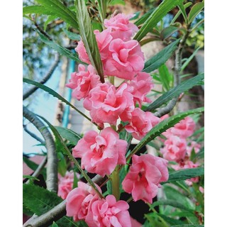 เมล็ดพันธุ์ ดอกเทียนซ้อน (Balsam)บรรจุ 30 เมล็ด ดอกสวย