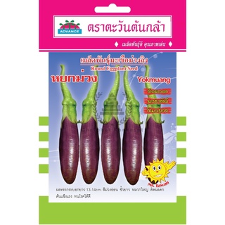 เมล็ดพันธุ์ มะเขือม่วงลิง หยกม่วง 1 กรัม/ซอง ตราตะวันต้นกล้า